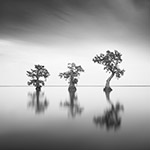 Guardians of Oracle VI
