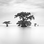 Guardians of Oracle IV